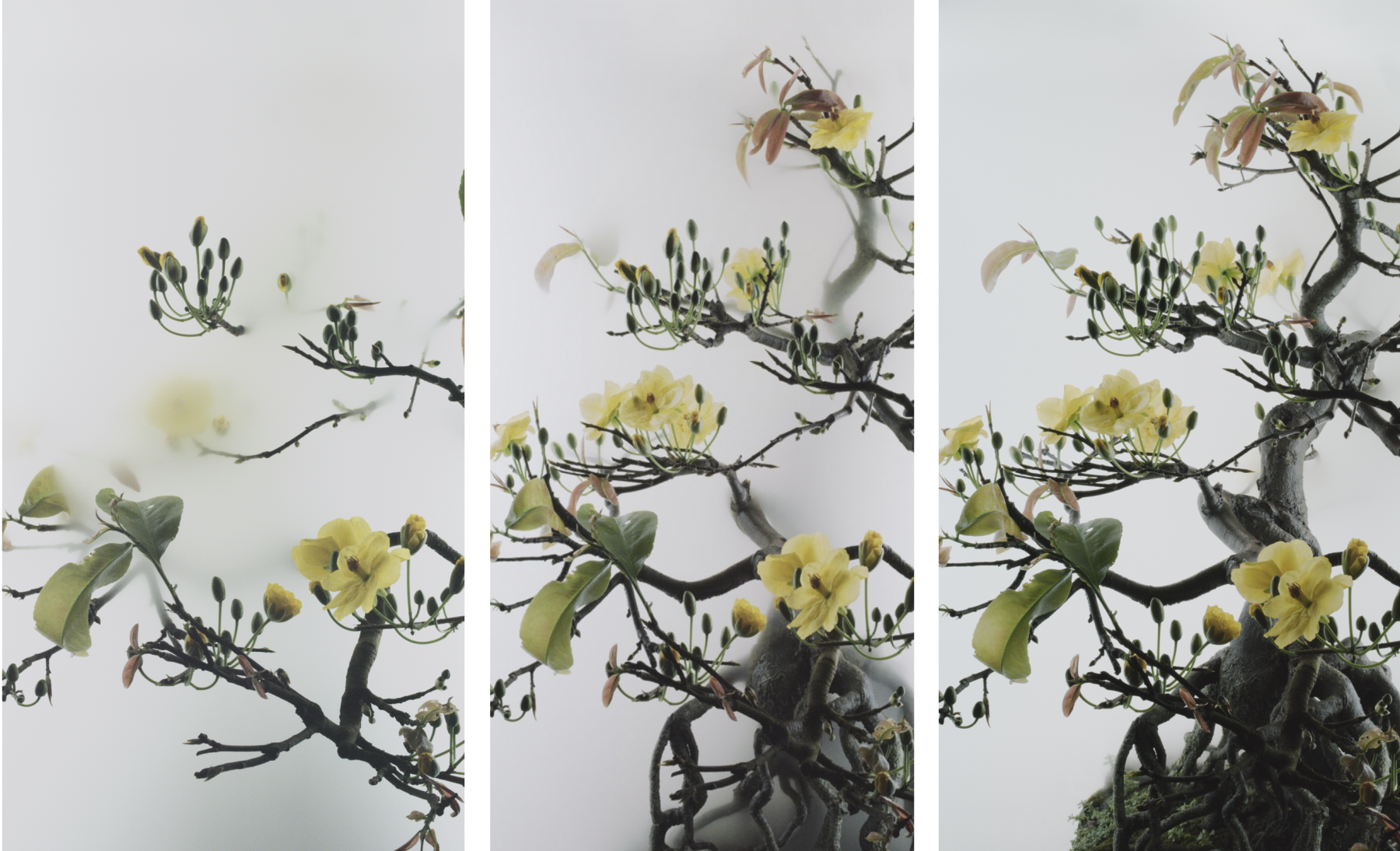 &nbsp;

Wu Chi-Tsung
Still Life 014 - Yello Mai flower, 2020
single-channel video, 6 min 55 sec
edition of 5 with 2 APs&nbsp;
(WCT-21)

*Stills from film pictured above